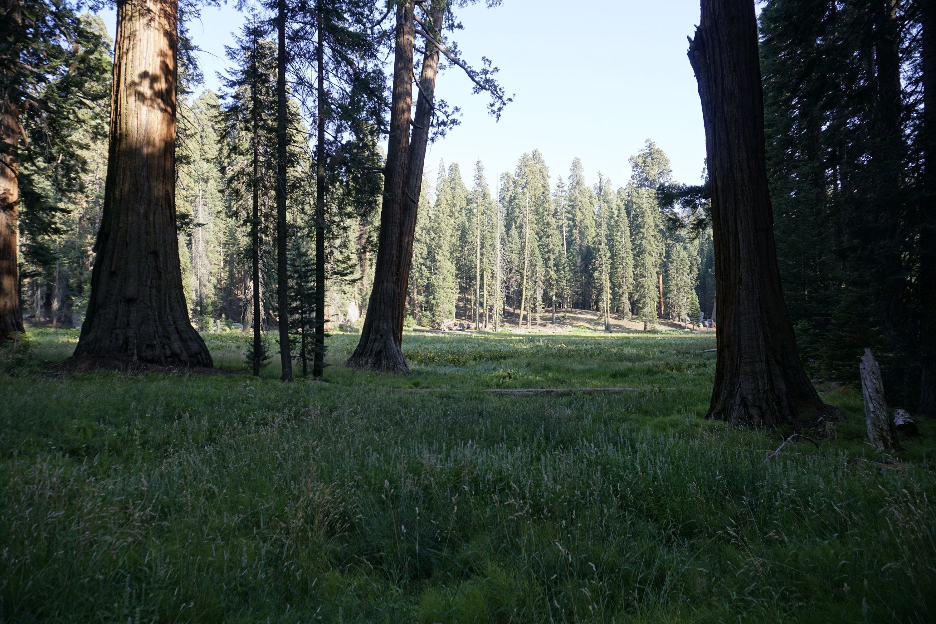Large trees grow in front of a green clearing. 