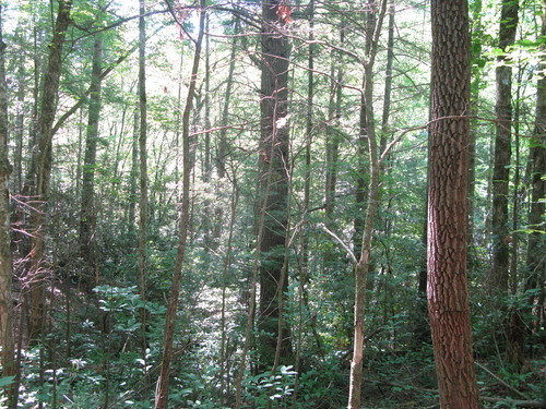 GRSM Accuracy Assessment. Plot Code: GRSM_AA_0180_3