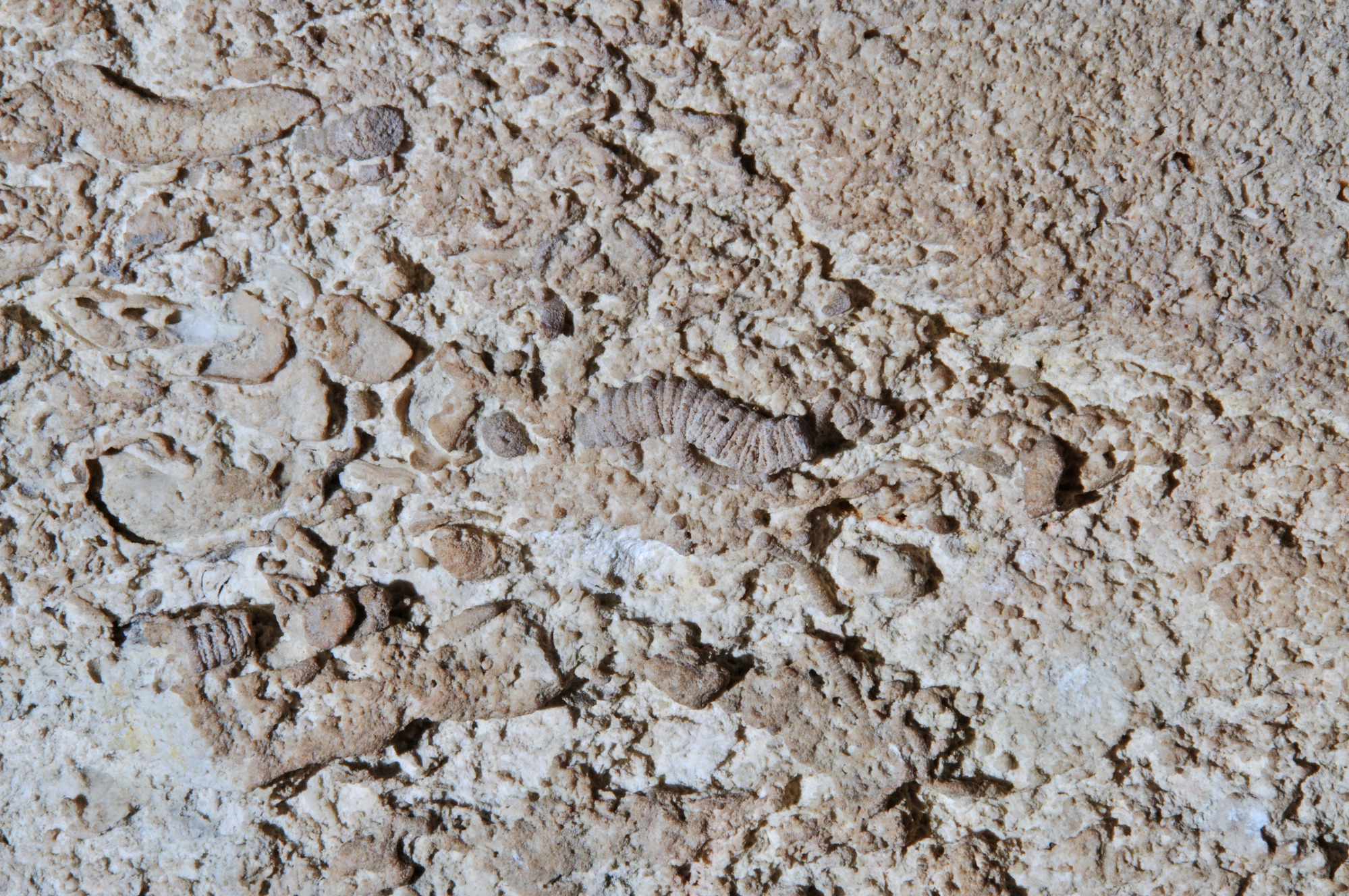 small worm-like shapes on a tan rock wall. 