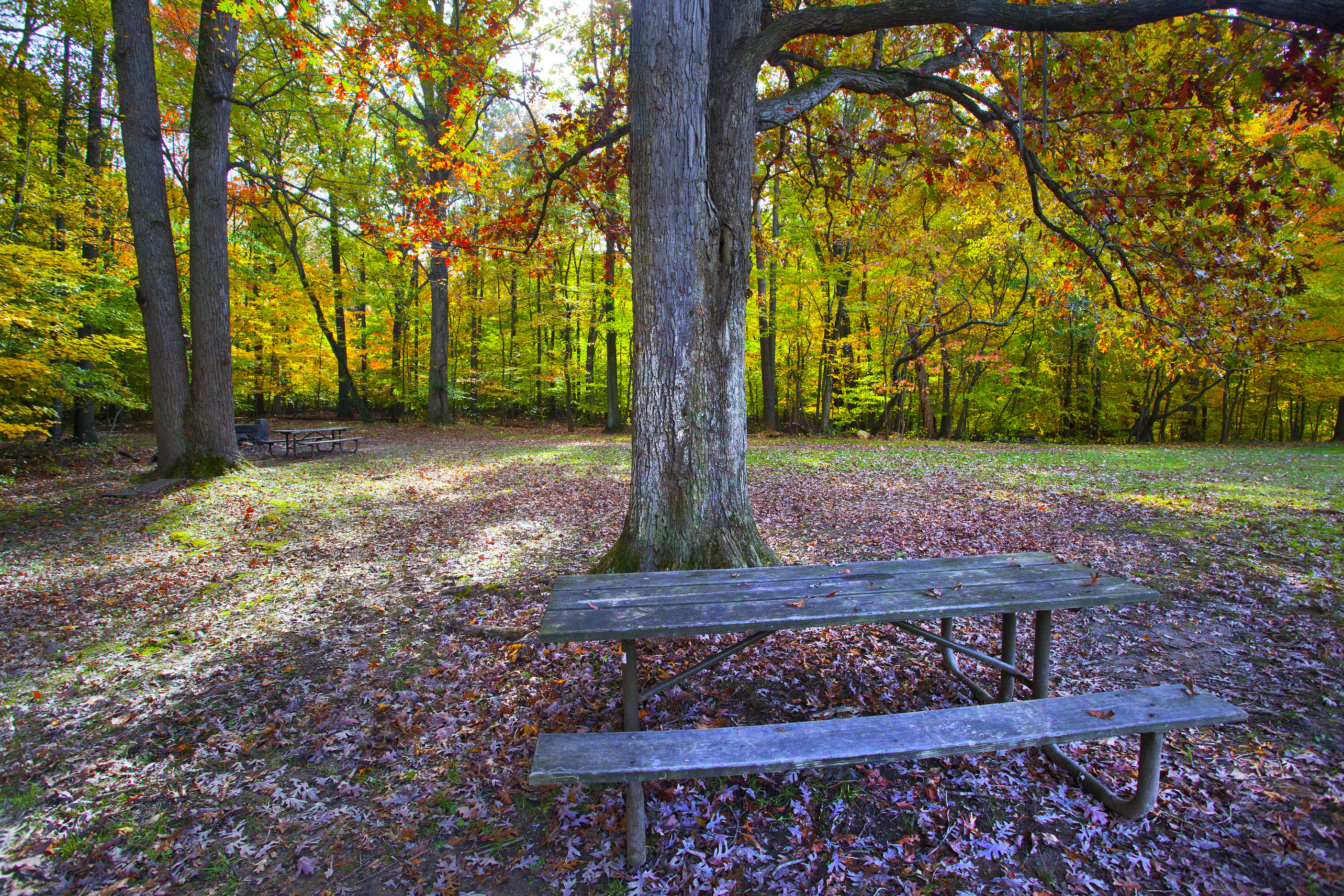 A picnic table sits next to a forested area with fall foliage. 