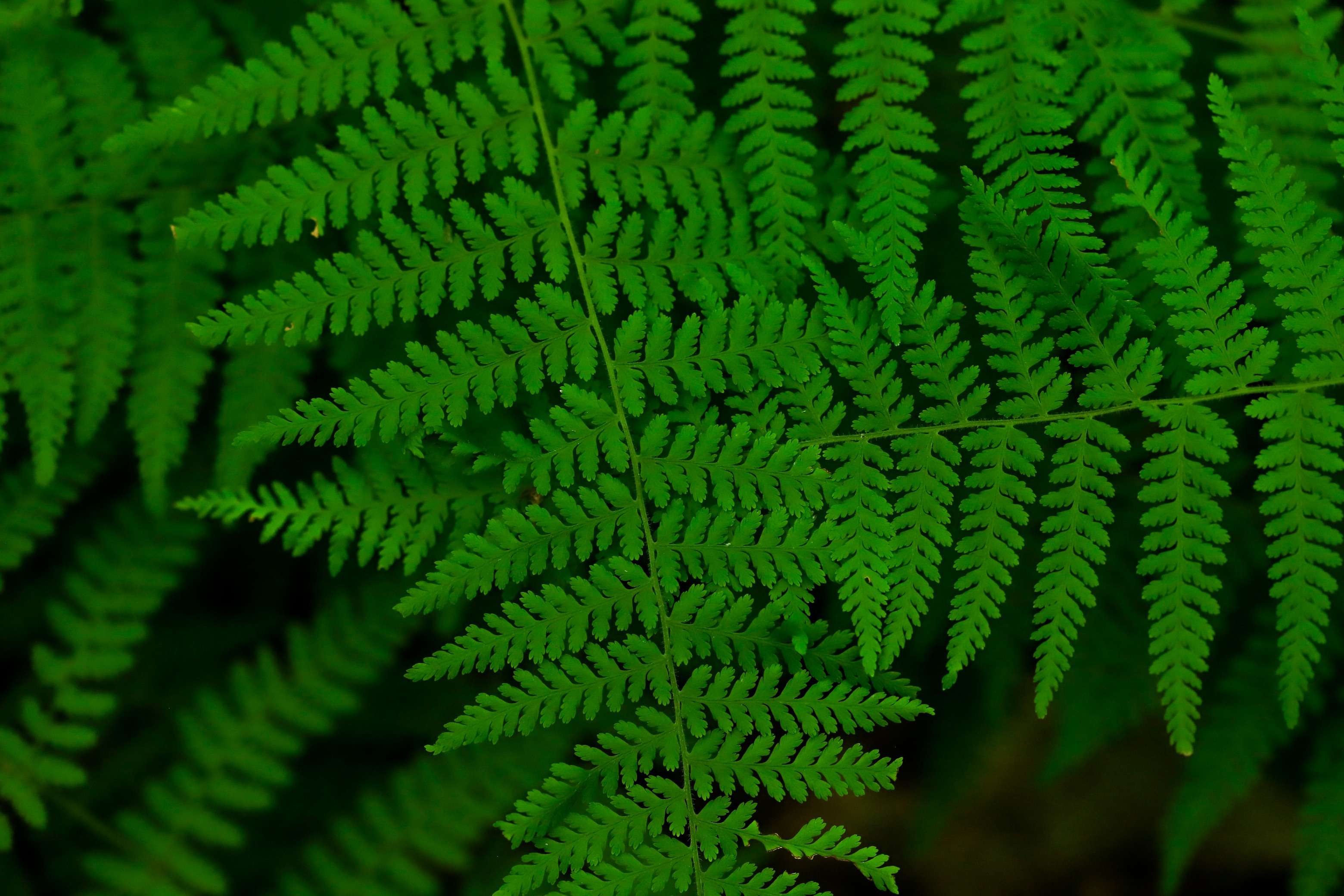 Close up of two ferns overlapping one another
