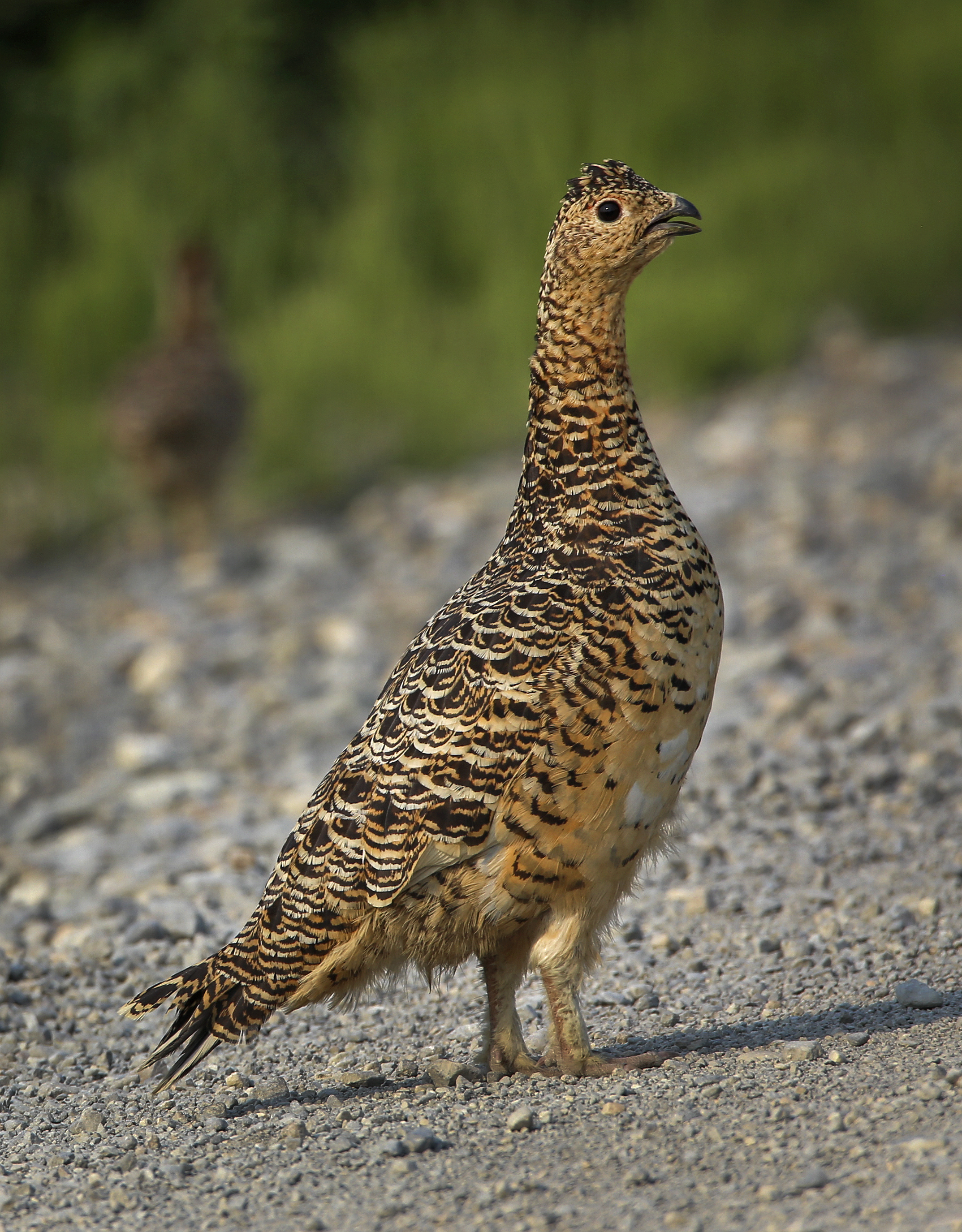 a bird standing on the side of a gravel road