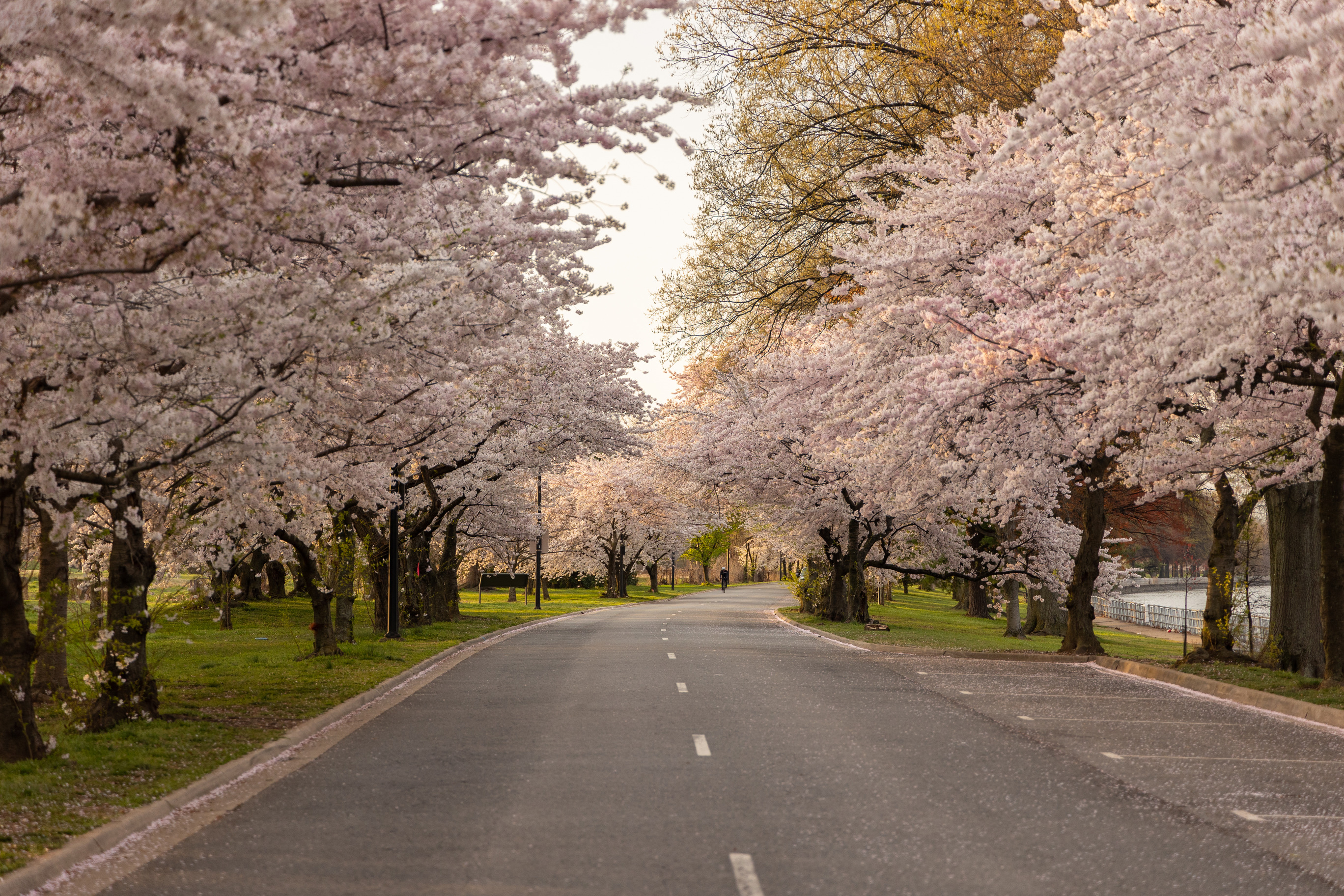 A two lane road surrounded by trees with budding pink and white flowers