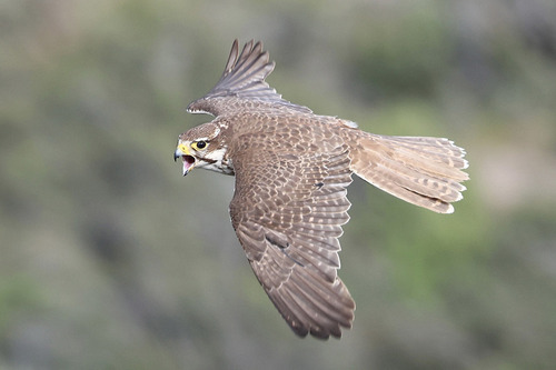 Mostly brown falcon in flight with her mouth wide open.