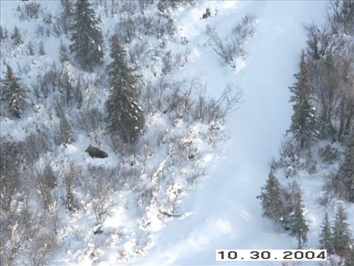 11 Gates of the Arctic National Park and Preserve Koyukuk Moose Survey 2004