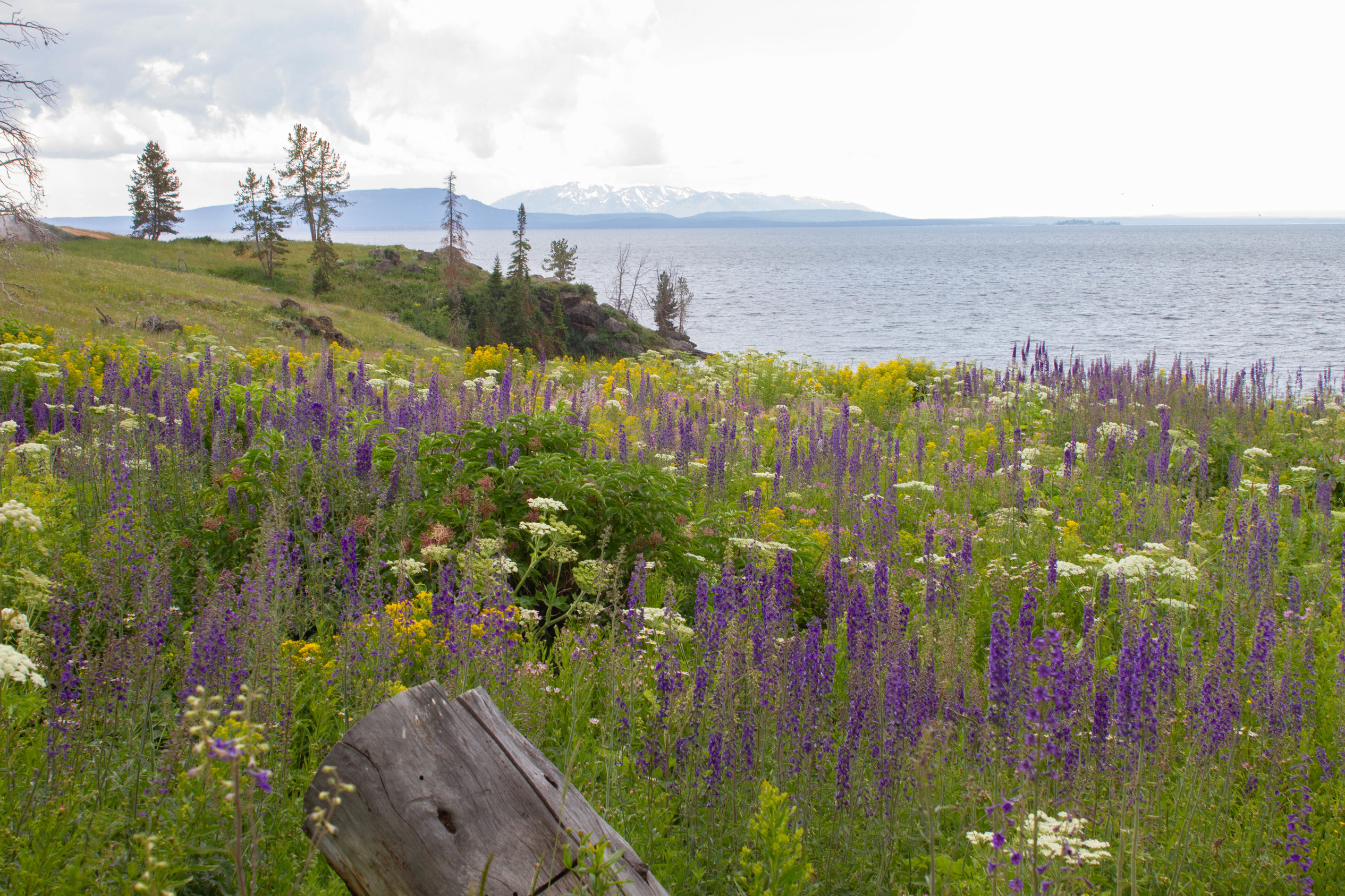 Flowers, purple, white, yellow are blooming on shoreline of Yellowstone Lake with Mount Sheridan in the distance