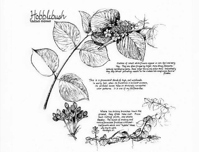 Spruce fir section. Hobblebush notebook page.