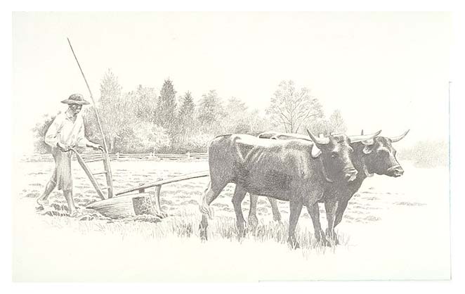 Slave plowing a field using a team of yoked oxen.