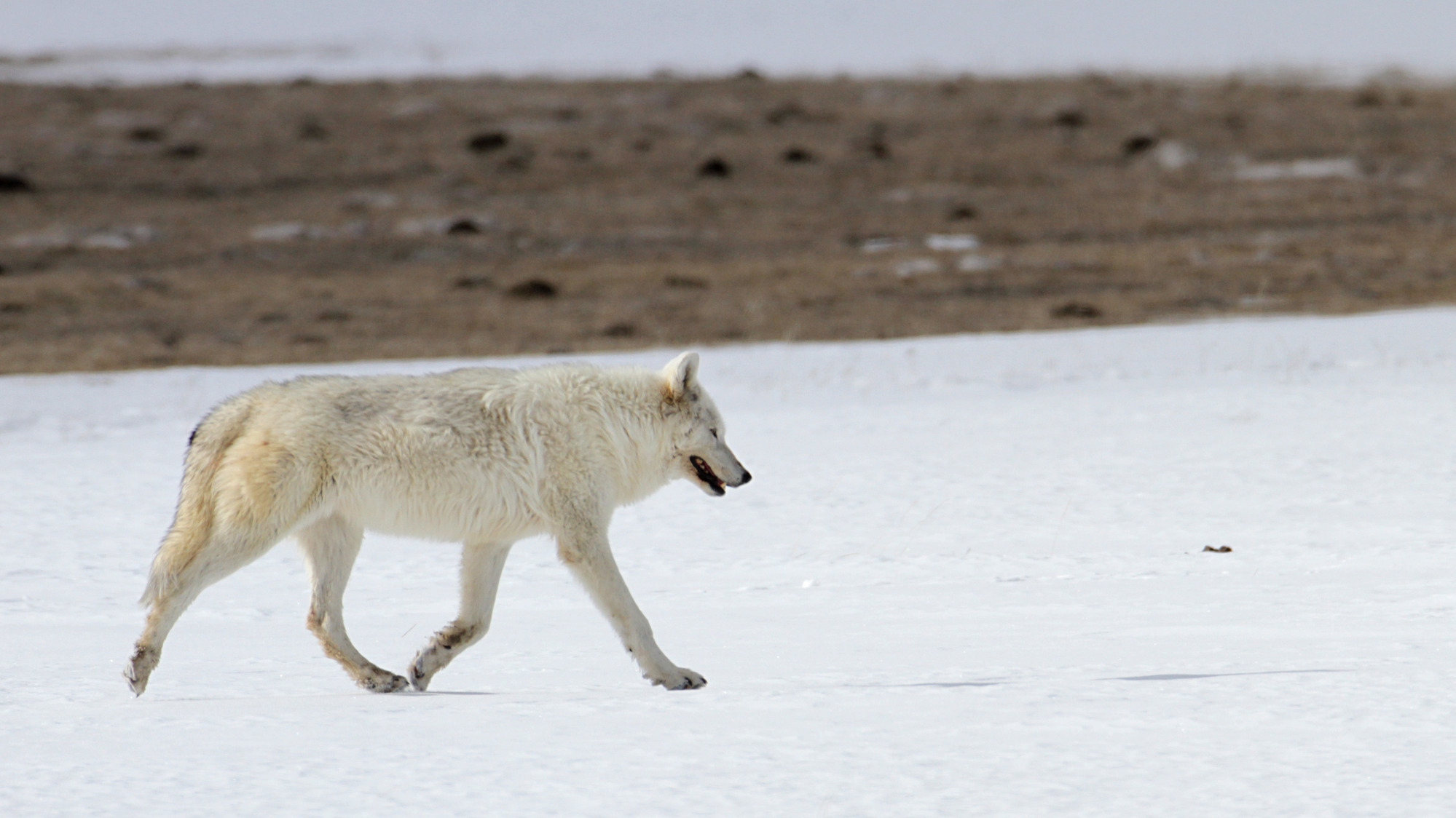 A white wolf walks across on top of the snow in open flat area.