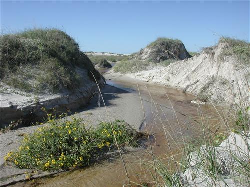 Scenery of Padre Island National Seashore