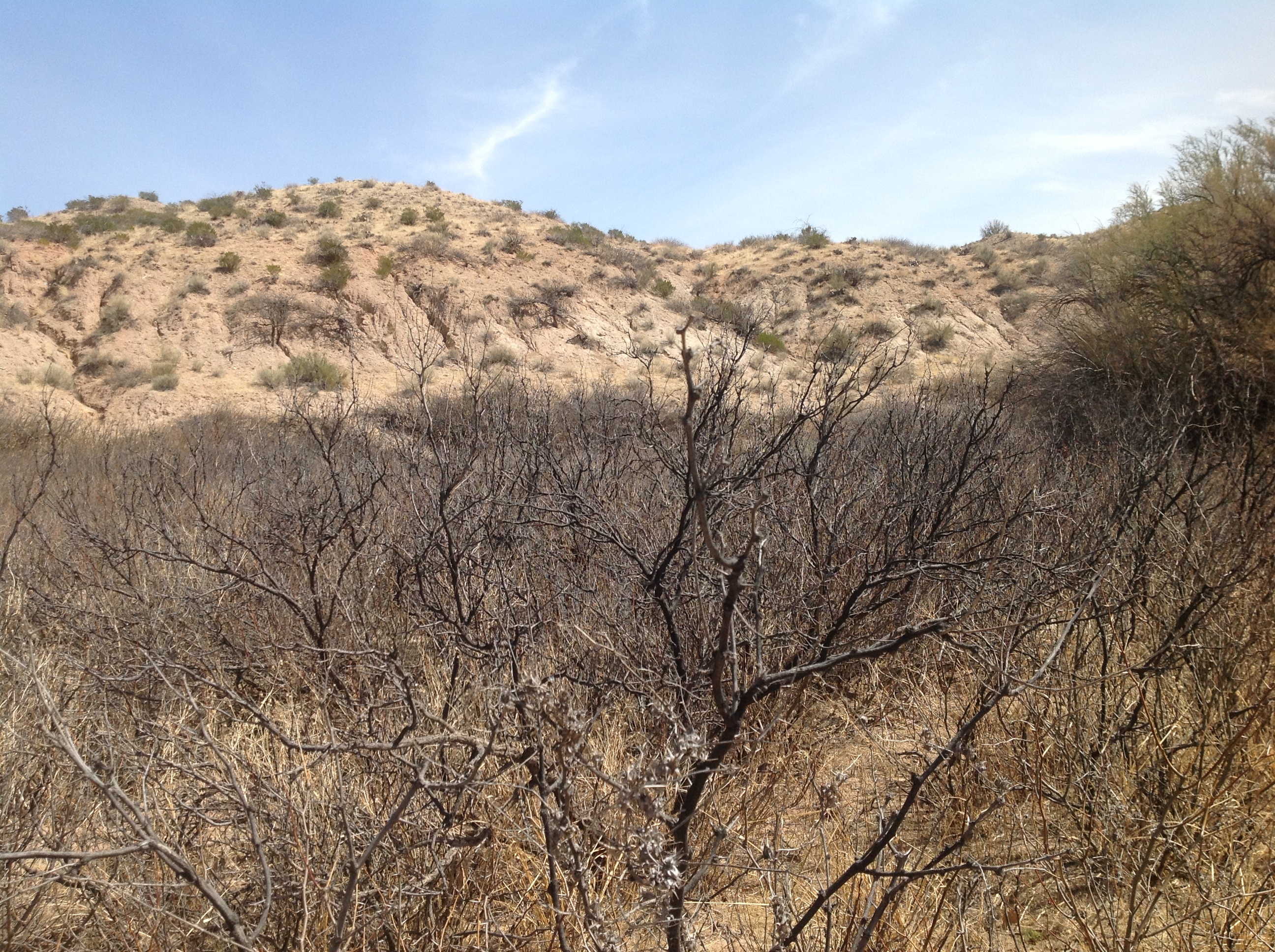 Dry vegetation meets a barron hillside at Bosque del Apache National Wildlife Refuge at Point of Lands near Socorro, NM