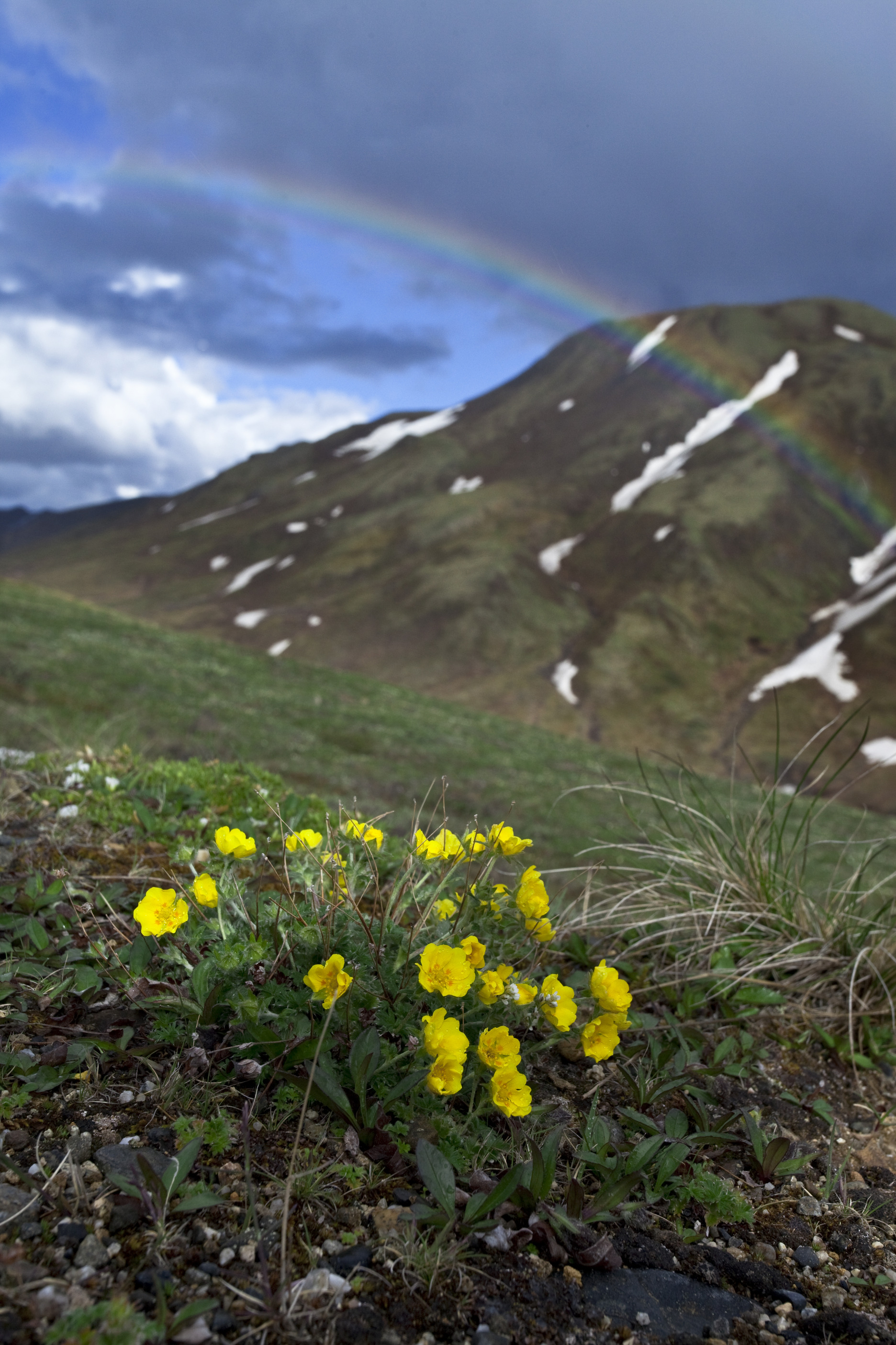 small yellow flowers on a hillside with a rainbow in the sky 