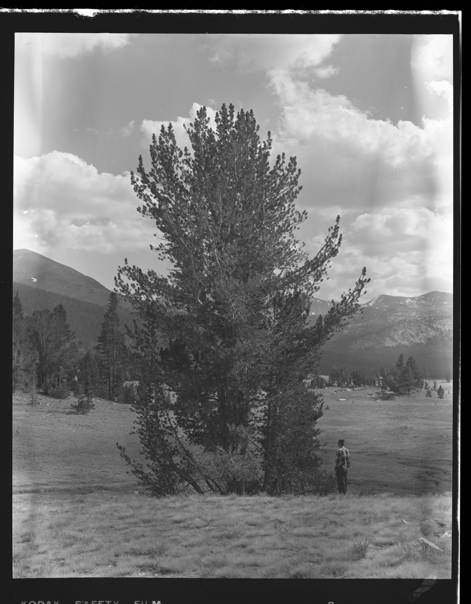 Whitebark pine