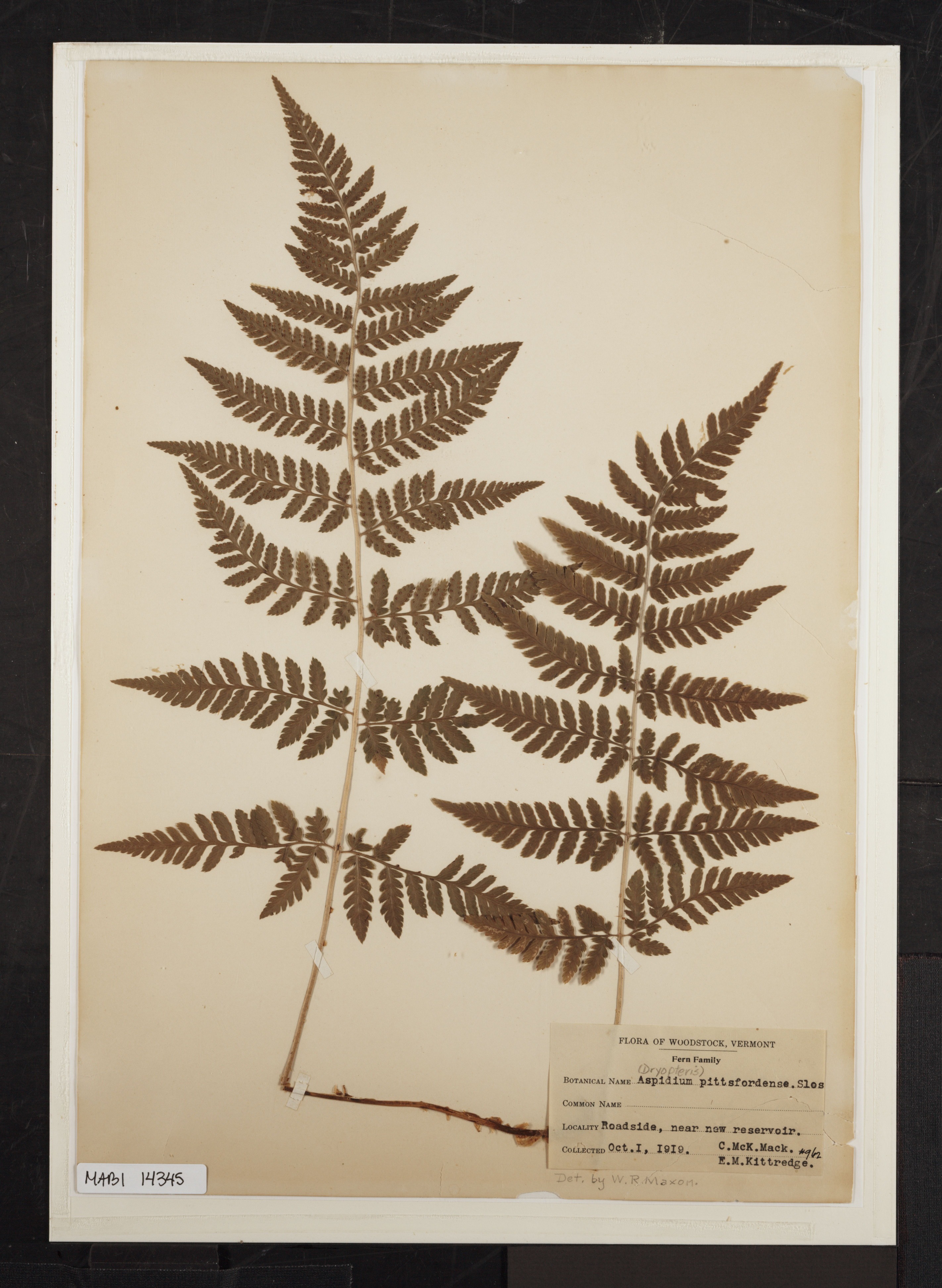 Preserved biological specimen on paper.