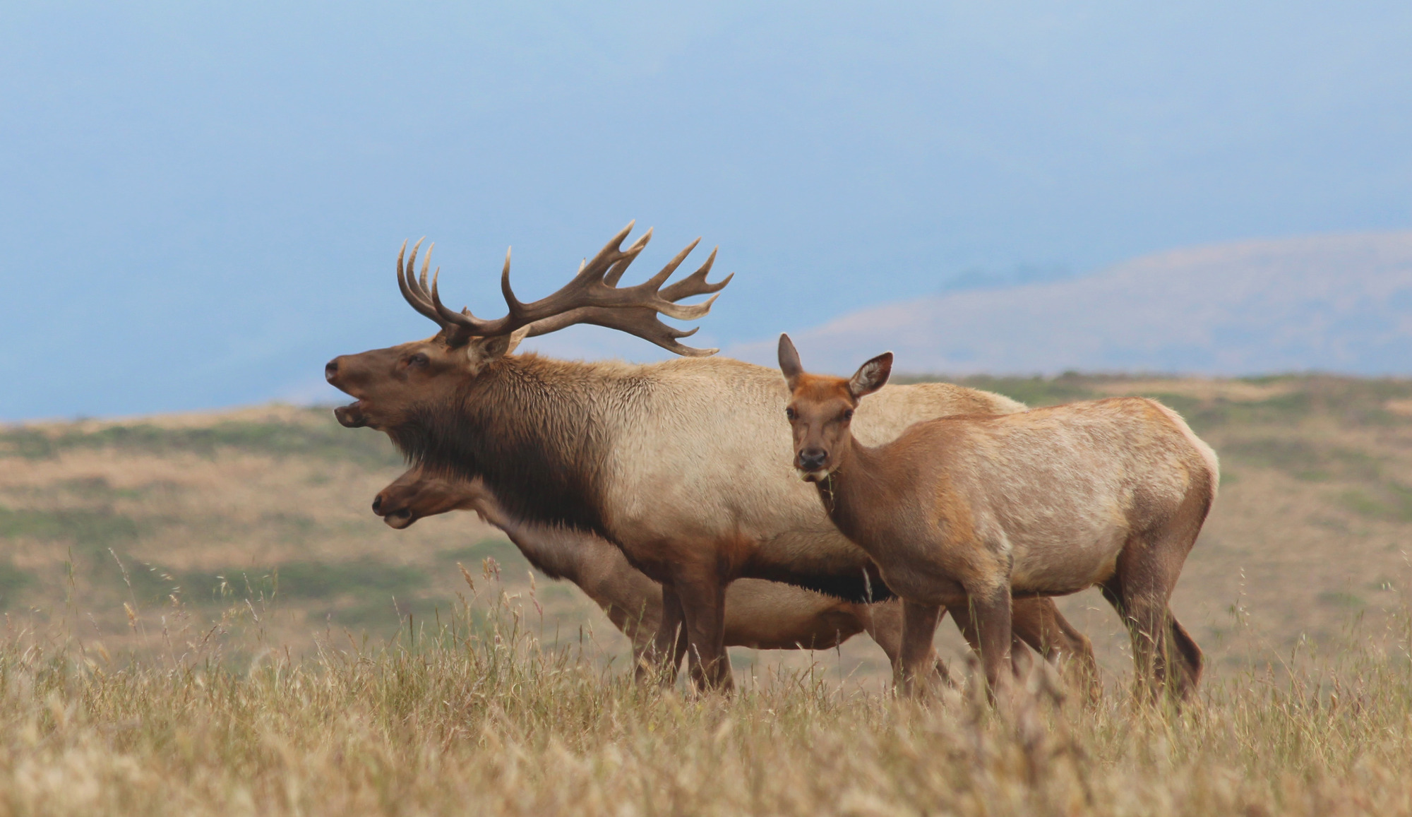 A beige-colored tule elk with large antlers with his neck extended and mouth open stands  alongside two female elk.