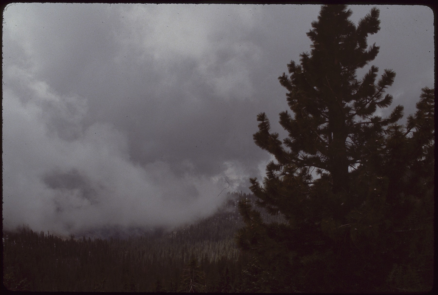valley with silhouetted tree and clouds