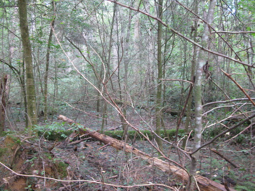 GRSM Accuracy Assessment. Plot Code: GRSM_AA_0481_2