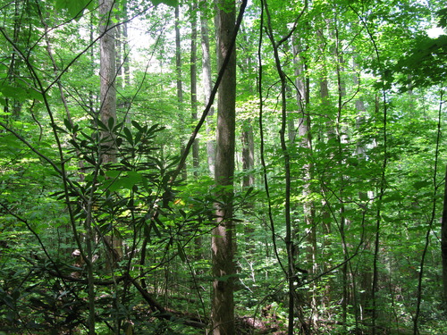 GRSM Accuracy Assessment. Plot Code: GRSM_AA_0927_6