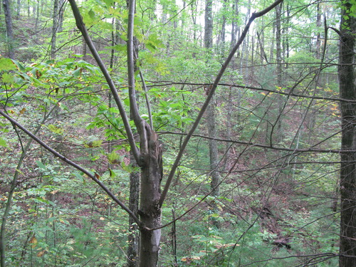 GRSM Accuracy Assessment. Plot Code: GRSM_AA_0415_5