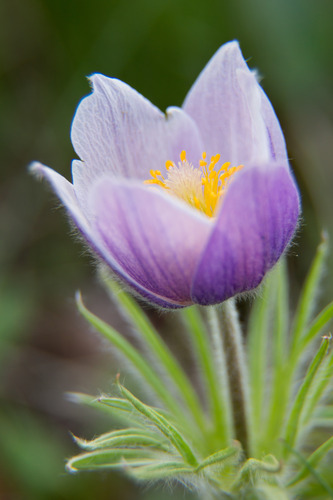 Purple cup shaped upright flower