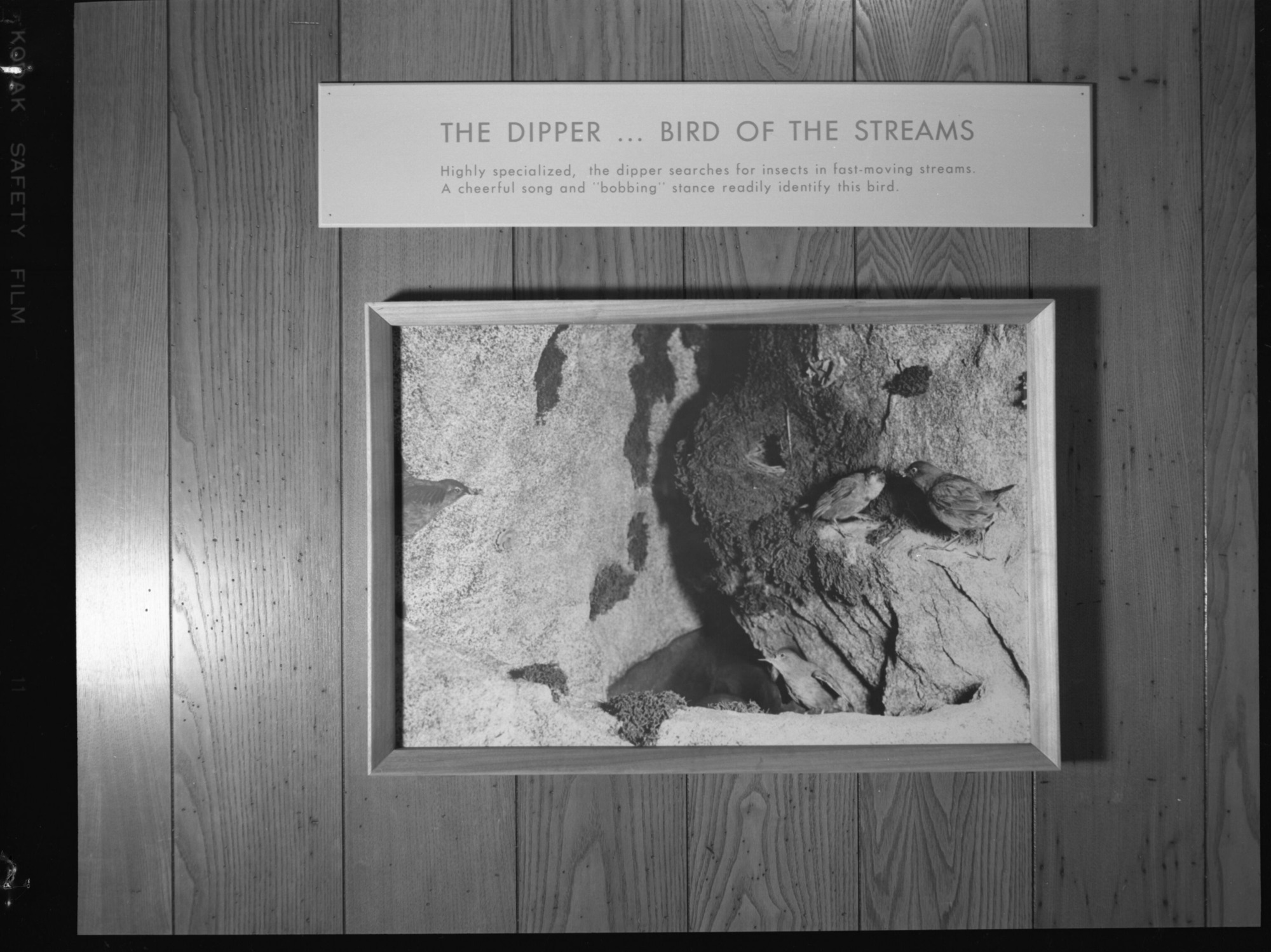 Happy Isles Nature Center - Reptile Panel