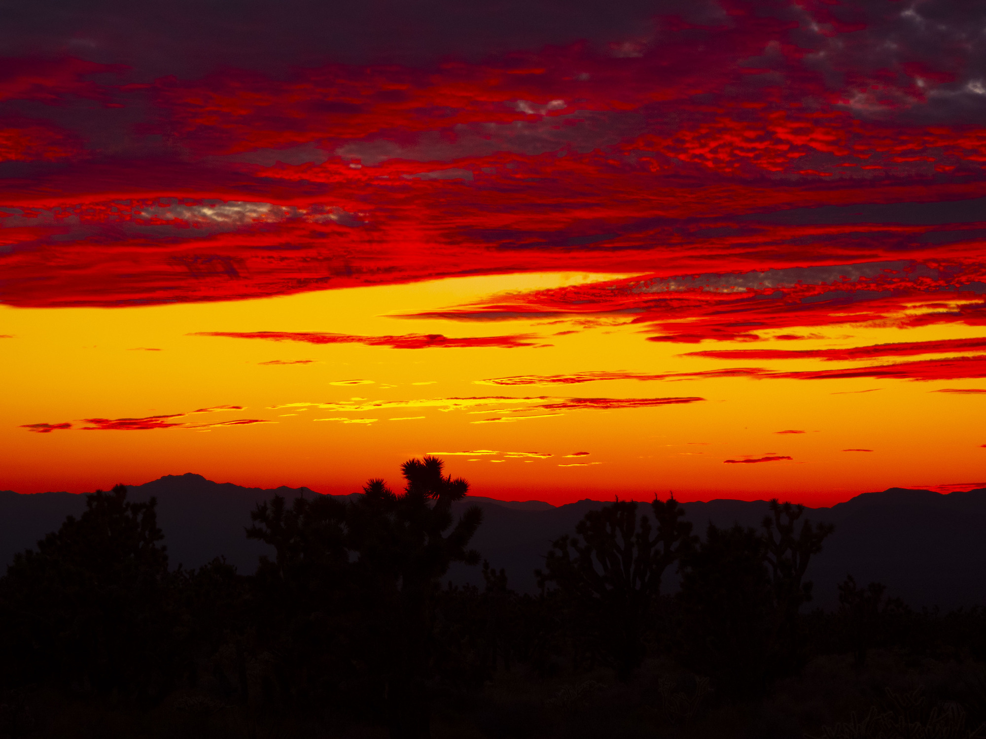 Bright orange and red sunset with mountains, clouds and Joshua Trees.