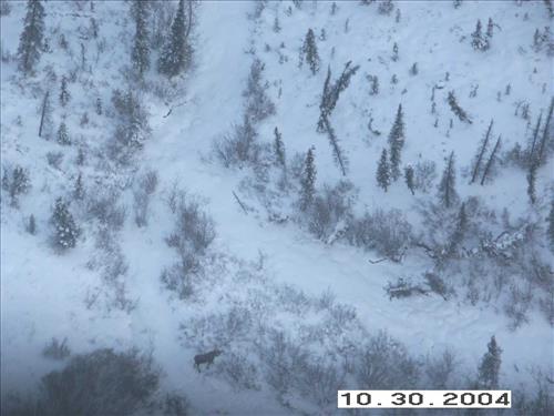 10 Gates of the Arctic National Park and Preserve Koyukuk Moose Survey 2004