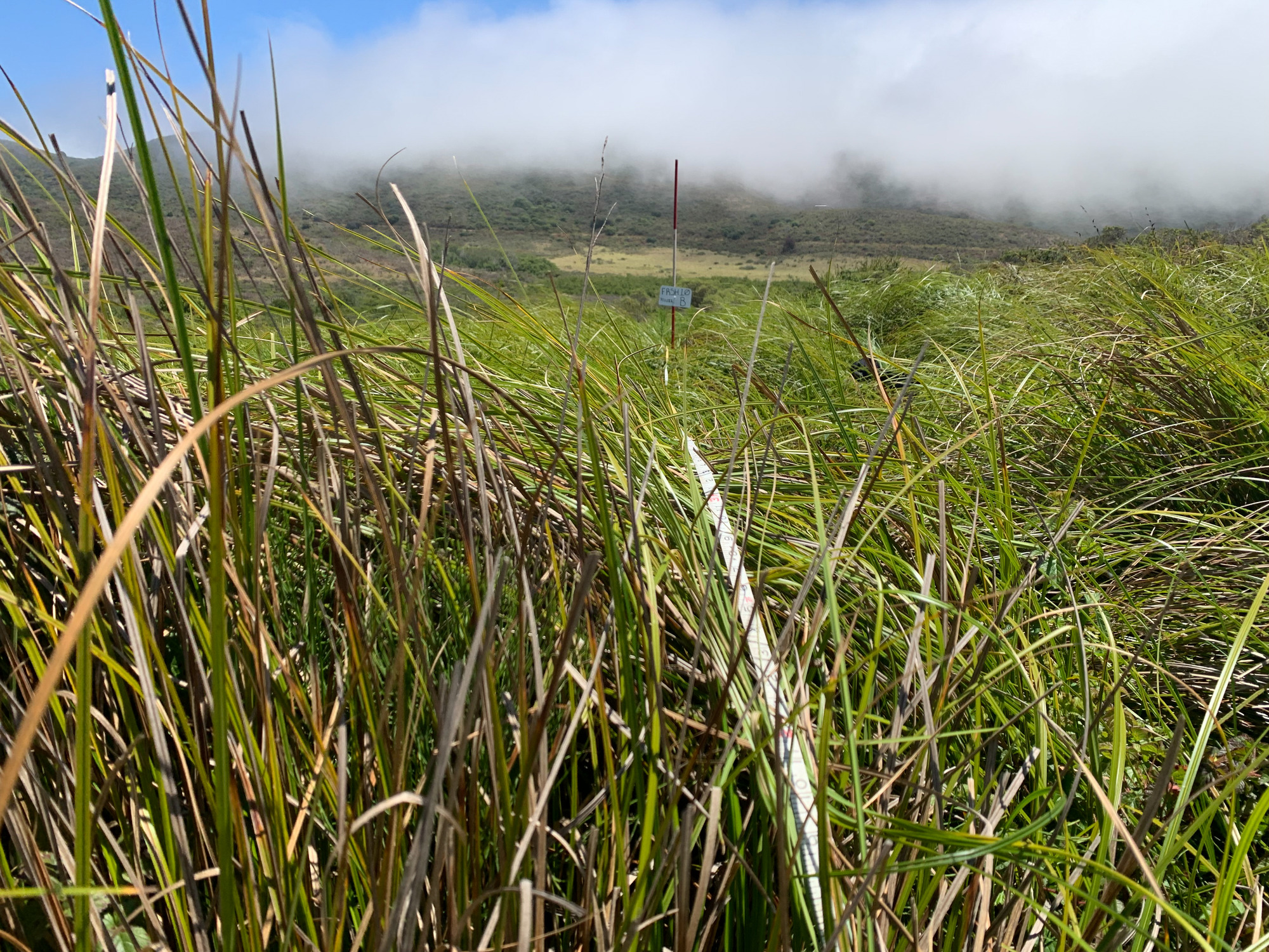 Eye-level view from the center point of a plant community monitoring plot