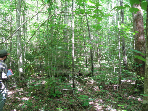 GRSM Accuracy Assessment. Plot Code: GRSM_AA_0949_3