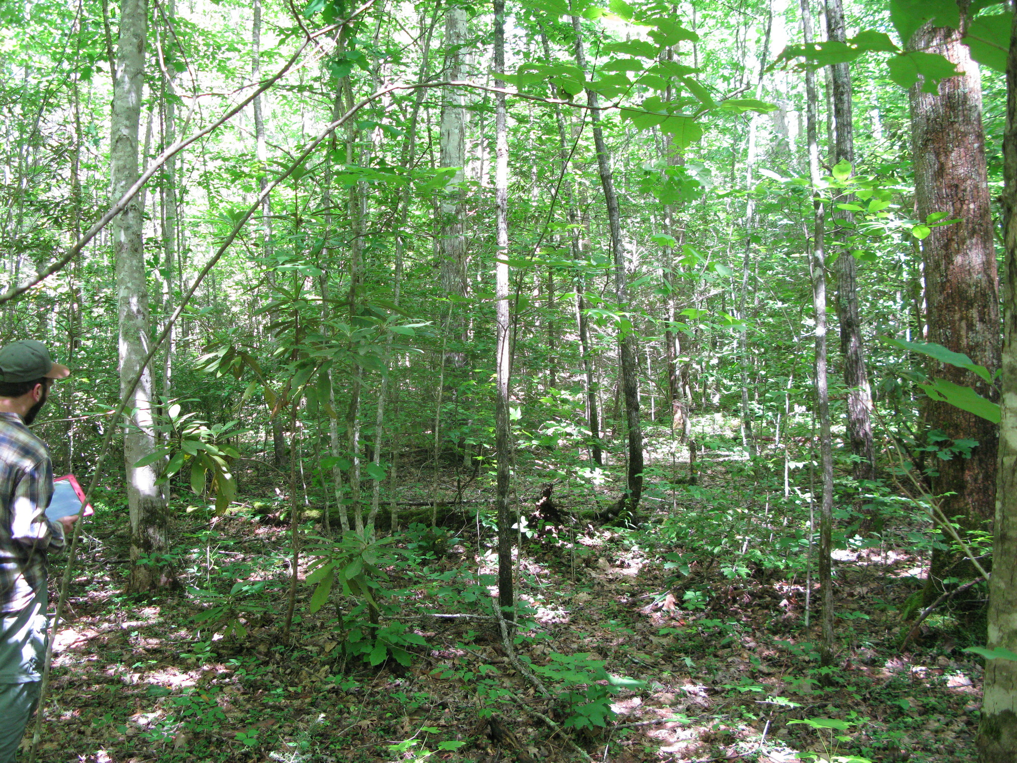 GRSM Accuracy Assessment. Plot Code: GRSM_AA_0949_3