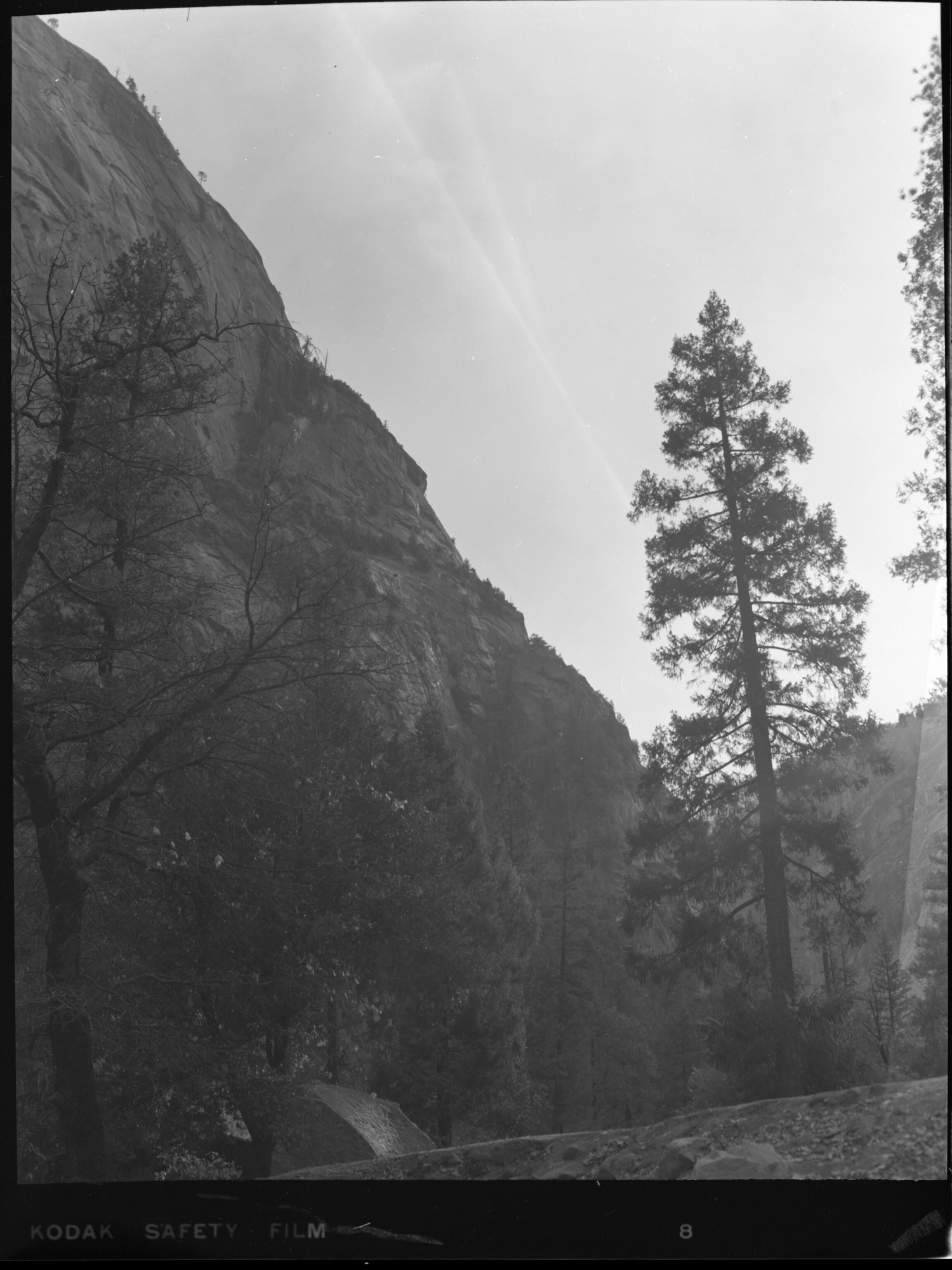 Douglas Fir below Mirror Lake