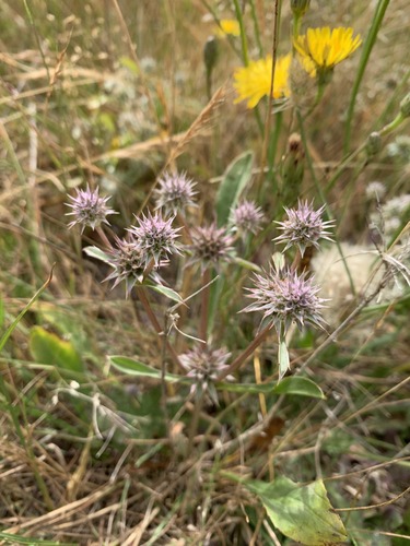 Nine bunches of tiny light pink flowers intertwined with dozens of light grey green pointy bracts. The bracts are so pointy the flower bunches appear as spiky balls. A few light green linear leaves extend below some of the flowers. Bare light brown stems attach the flowers to the base of the plant which is in a field of grass.