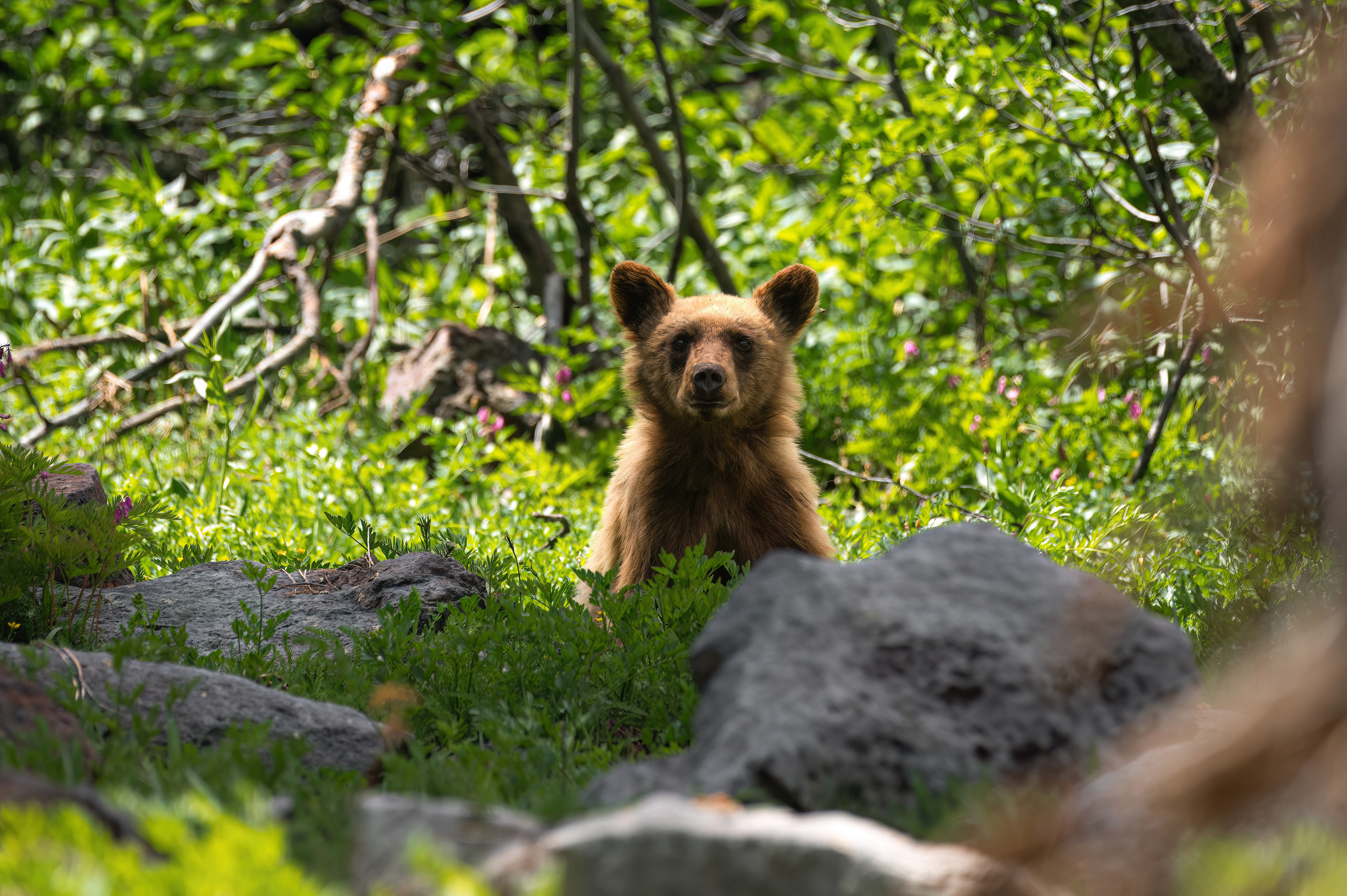 The sunlight shines on parts of a golden-colored black bear slightly standing in a brush and rock-covered field