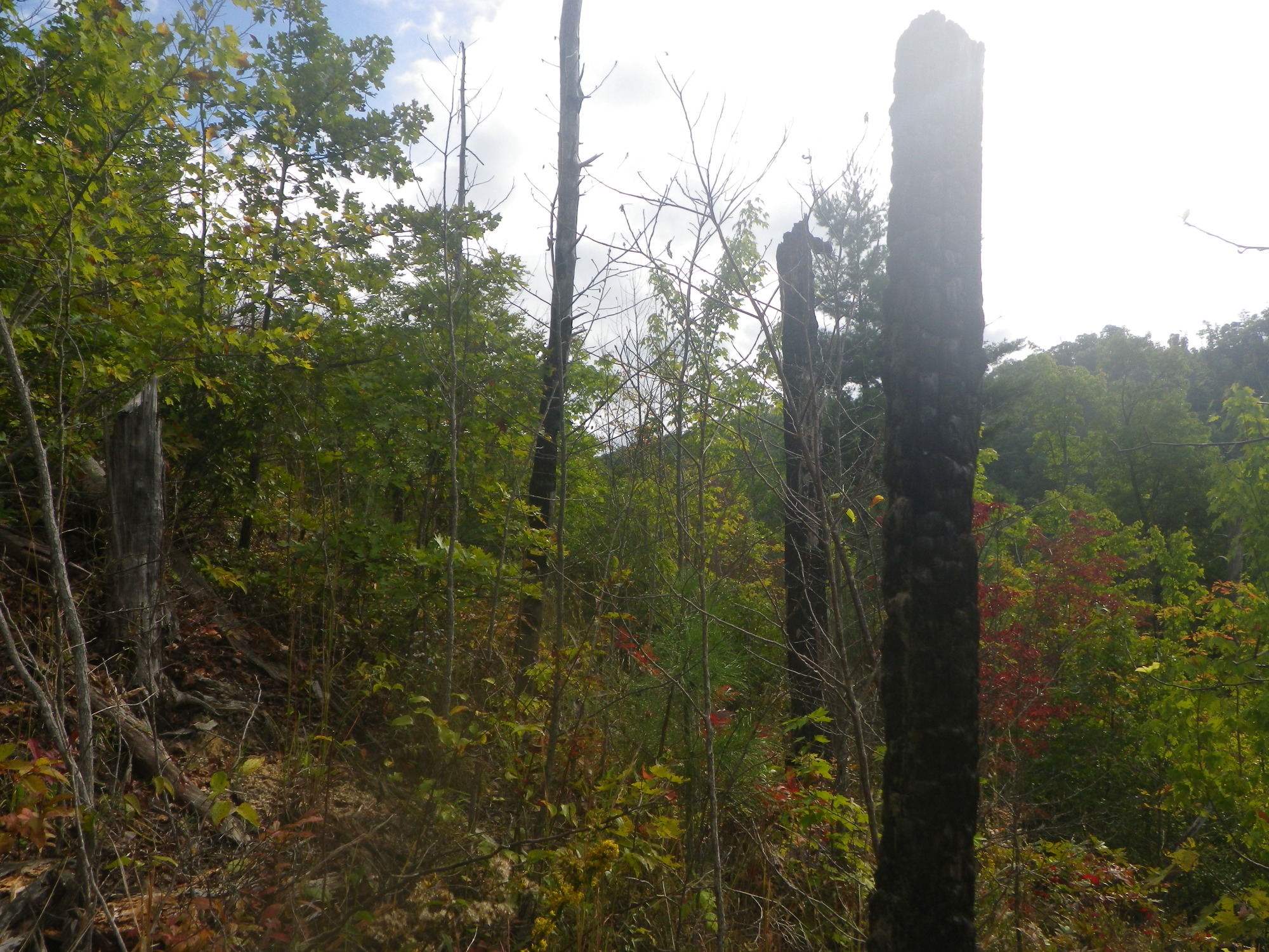 GRSM Accuracy Assessment. Plot Code: GRSM_AA_0588_3