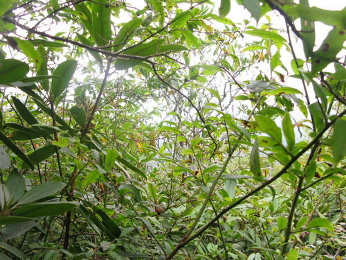 GRSM Accuracy Assessment. Plot Code: GRSM_AA_0311_2