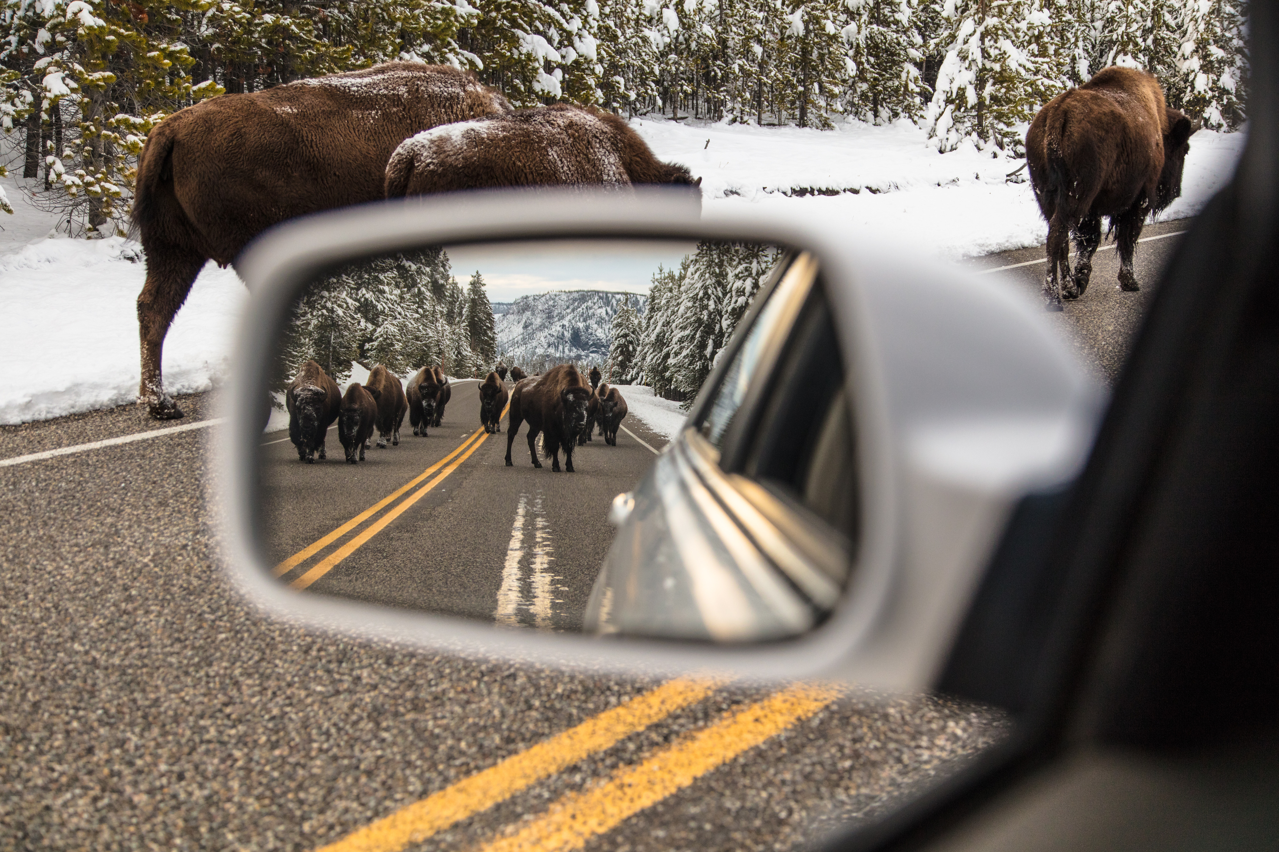 Looking into a rear view mirror at a herd of bison standing in the middle of the road