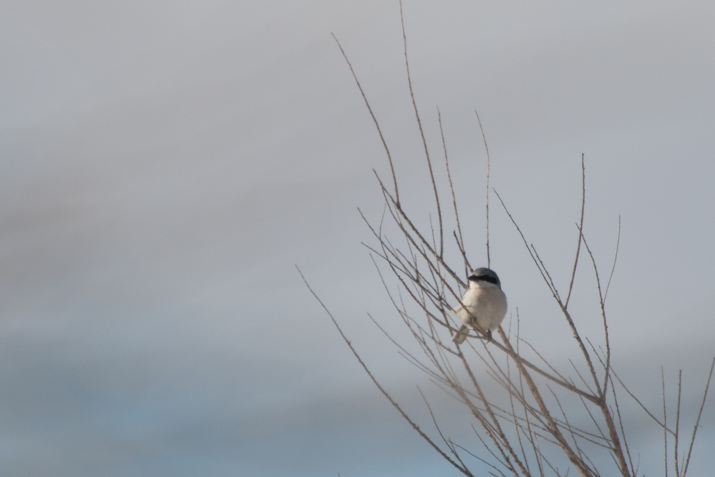 a white, gray, and black Loggerhead Shrike perches in the dry branches of a tree