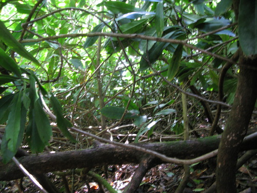 GRSM Accuracy Assessment. Plot Code: GRSM_AA_0553_4