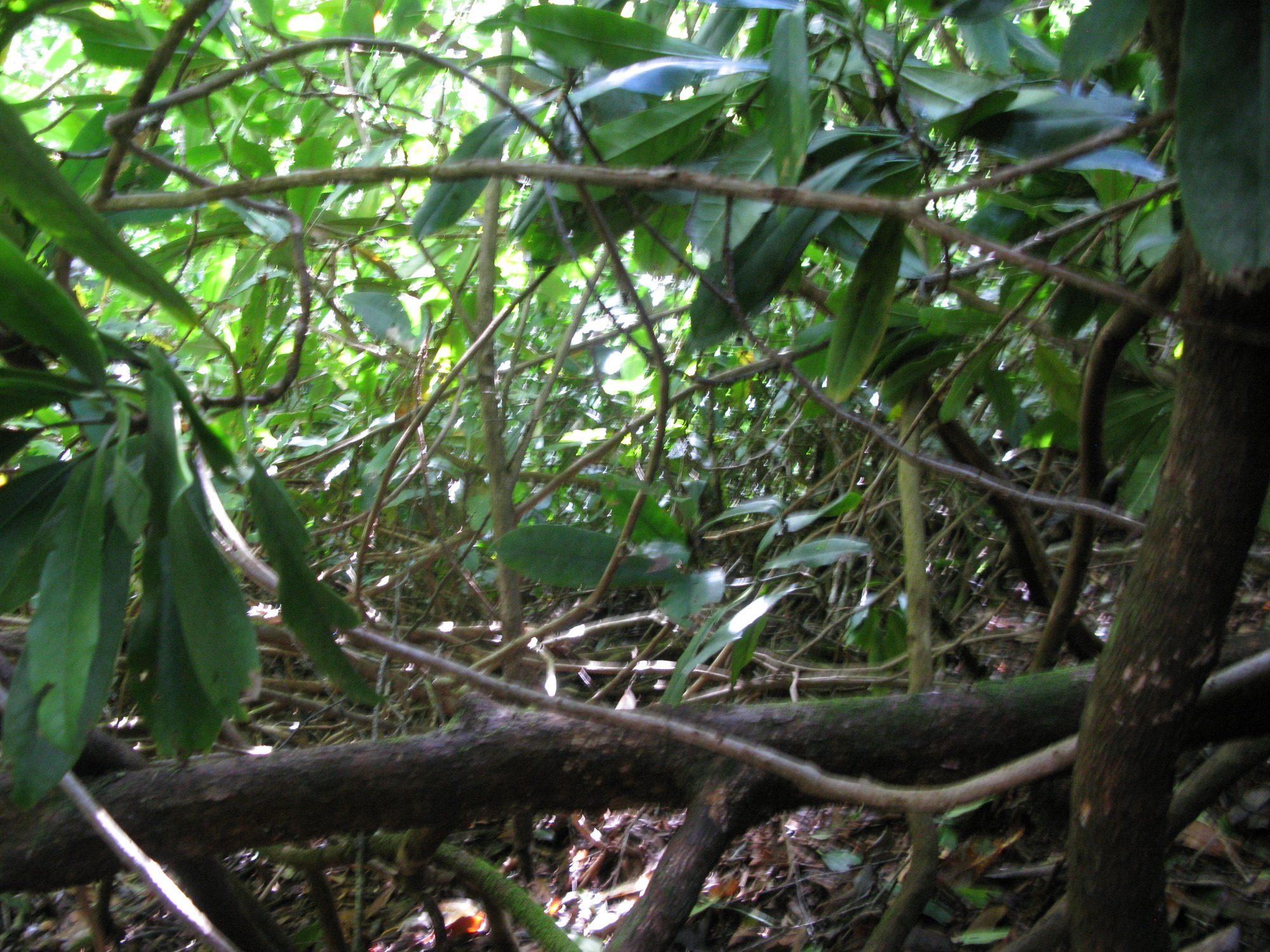 GRSM Accuracy Assessment. Plot Code: GRSM_AA_0553_4