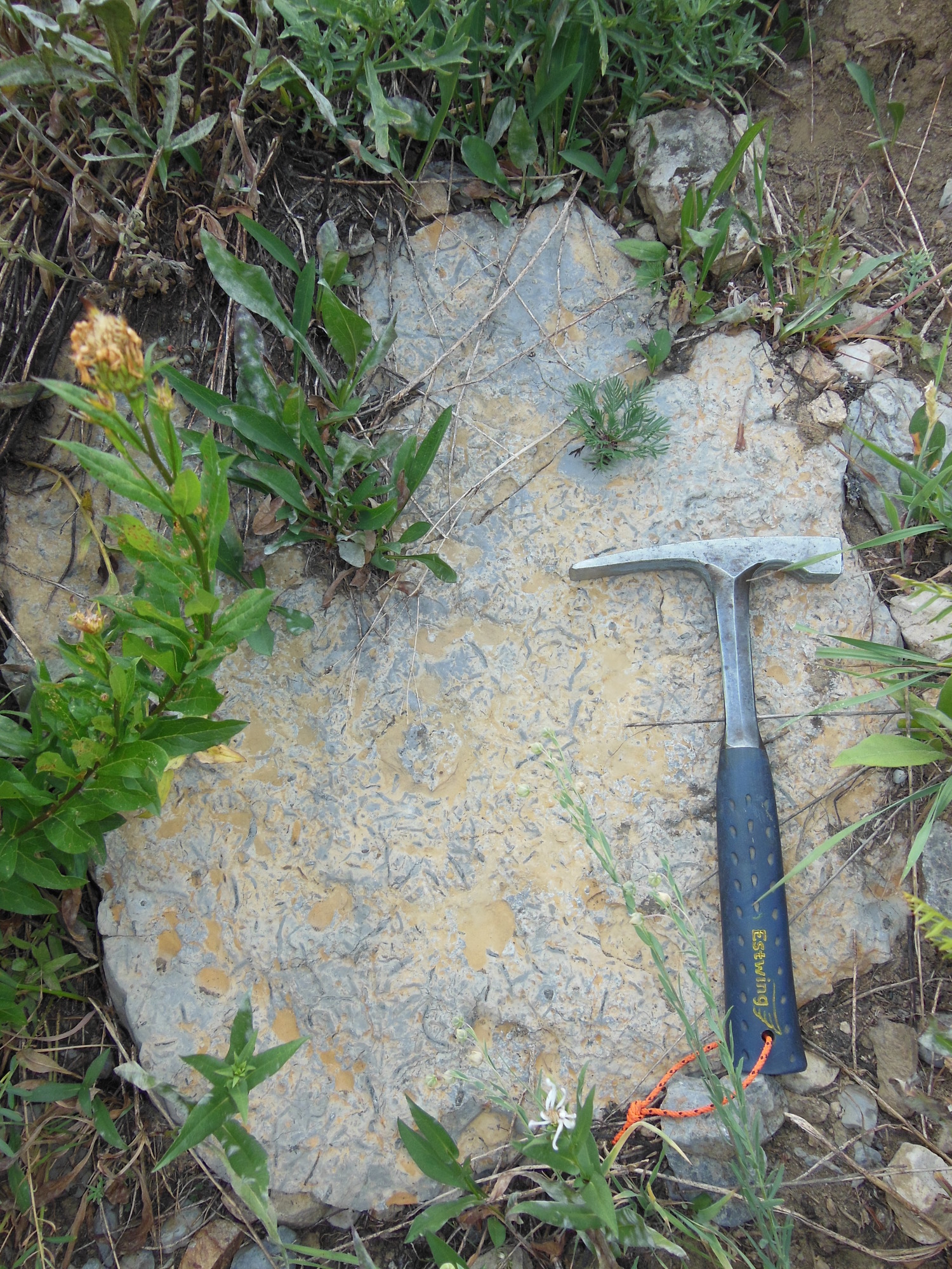 a slab of rock with impressions in it and a hammer leaning against it.