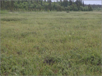 Representative photo of Alagnak landcover class