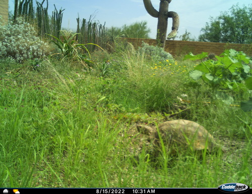 A desert tortoise walking through a lush green garden.