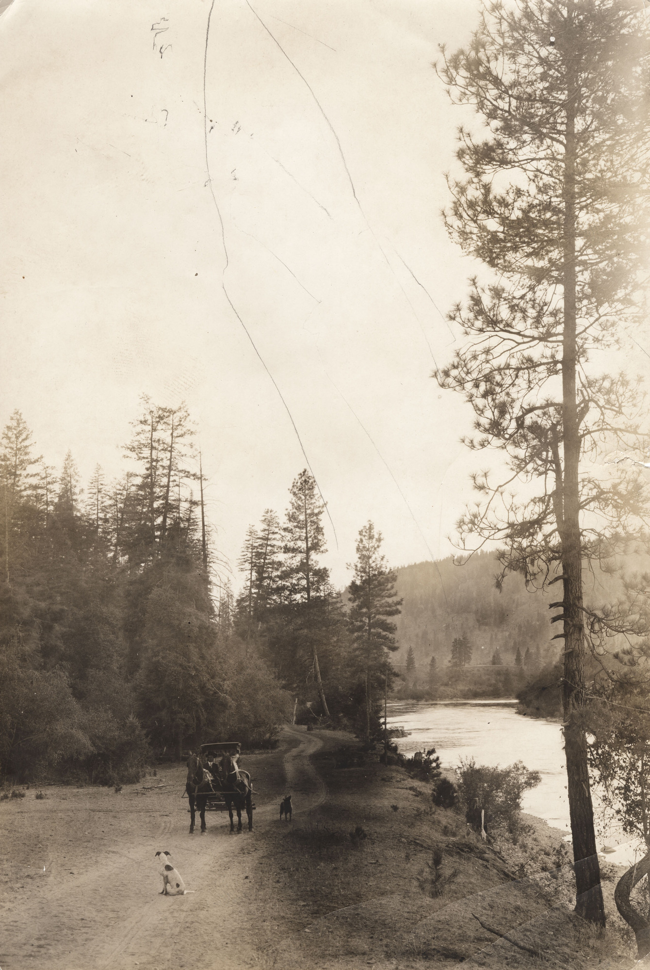 Black and white photograph of a horse-drawn buggy and two dogs on a dirt road next to a river.