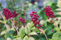 four stalks with a cluster of red berries at the end of them.