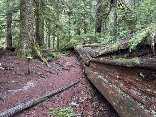 A massive fallen log, cracked in the middle and covered in moss and ferns, lays along a dirt trail in forest. 