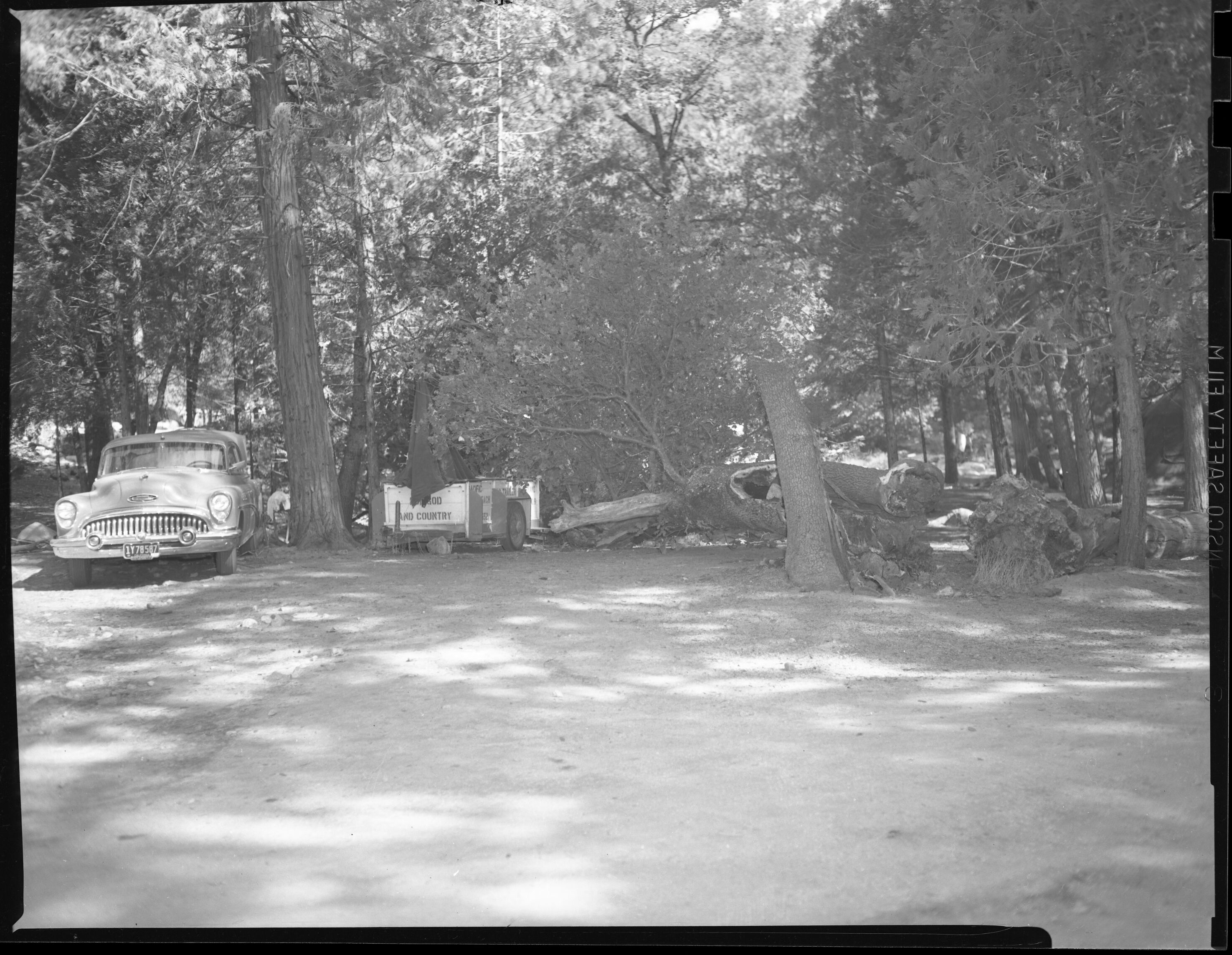 Oak Tree which fell across visitors' camp. Camp #4 Yosemite Valley.