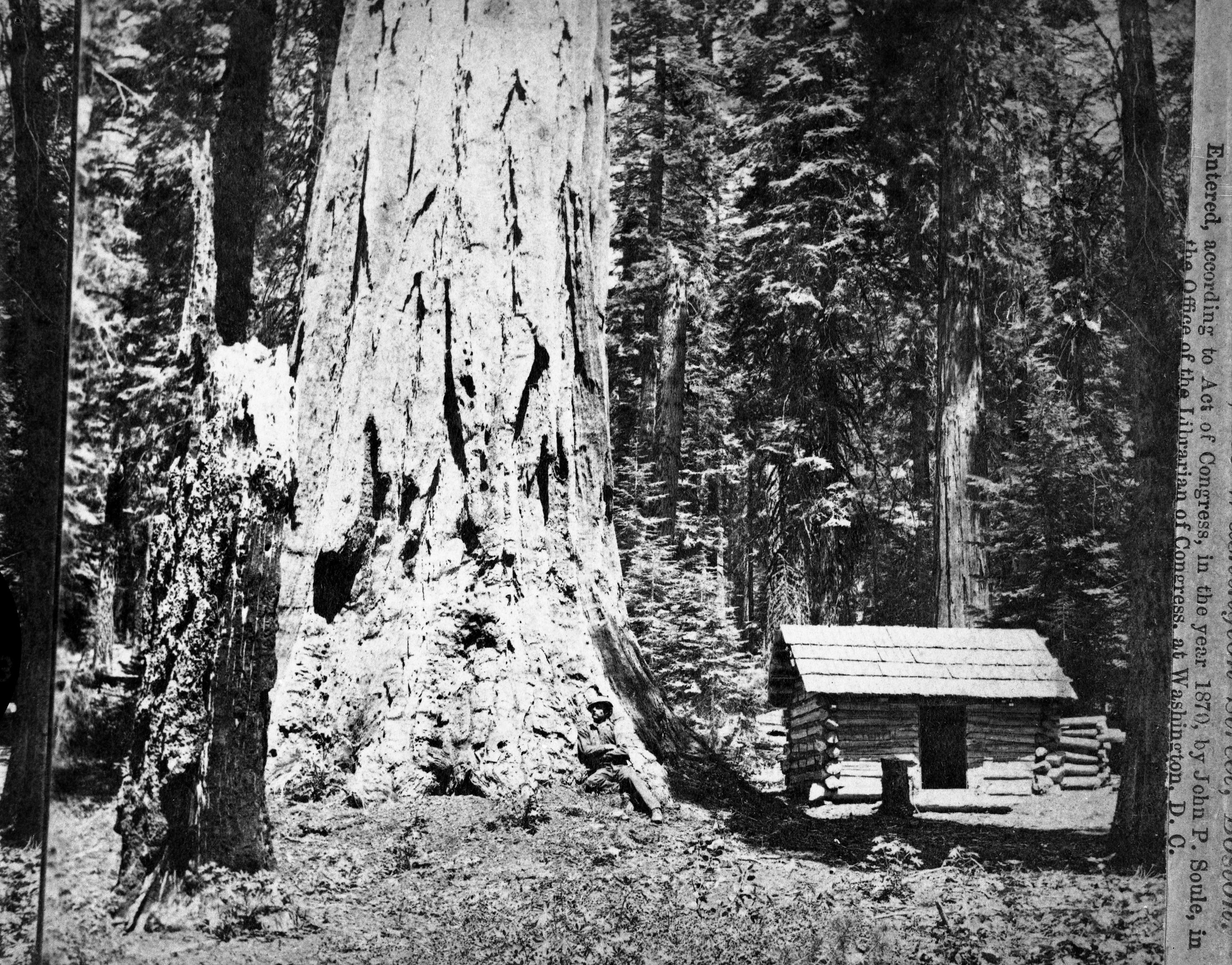 Detail of RL-16,482. Caption: "1279. Big Tree (75 ft. circum.) Mariposa Grove, Mariposa Co., Cal." Copy Neg: July 1985 by Michael Dixon.