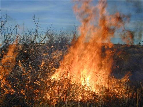 High intensity flames in dense brush during Far View prescribed fire, November 2001