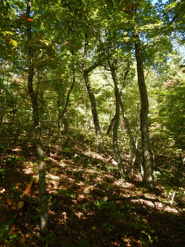 GRSM Accuracy Assessment. Plot Code: GRSM_AA_0672_6