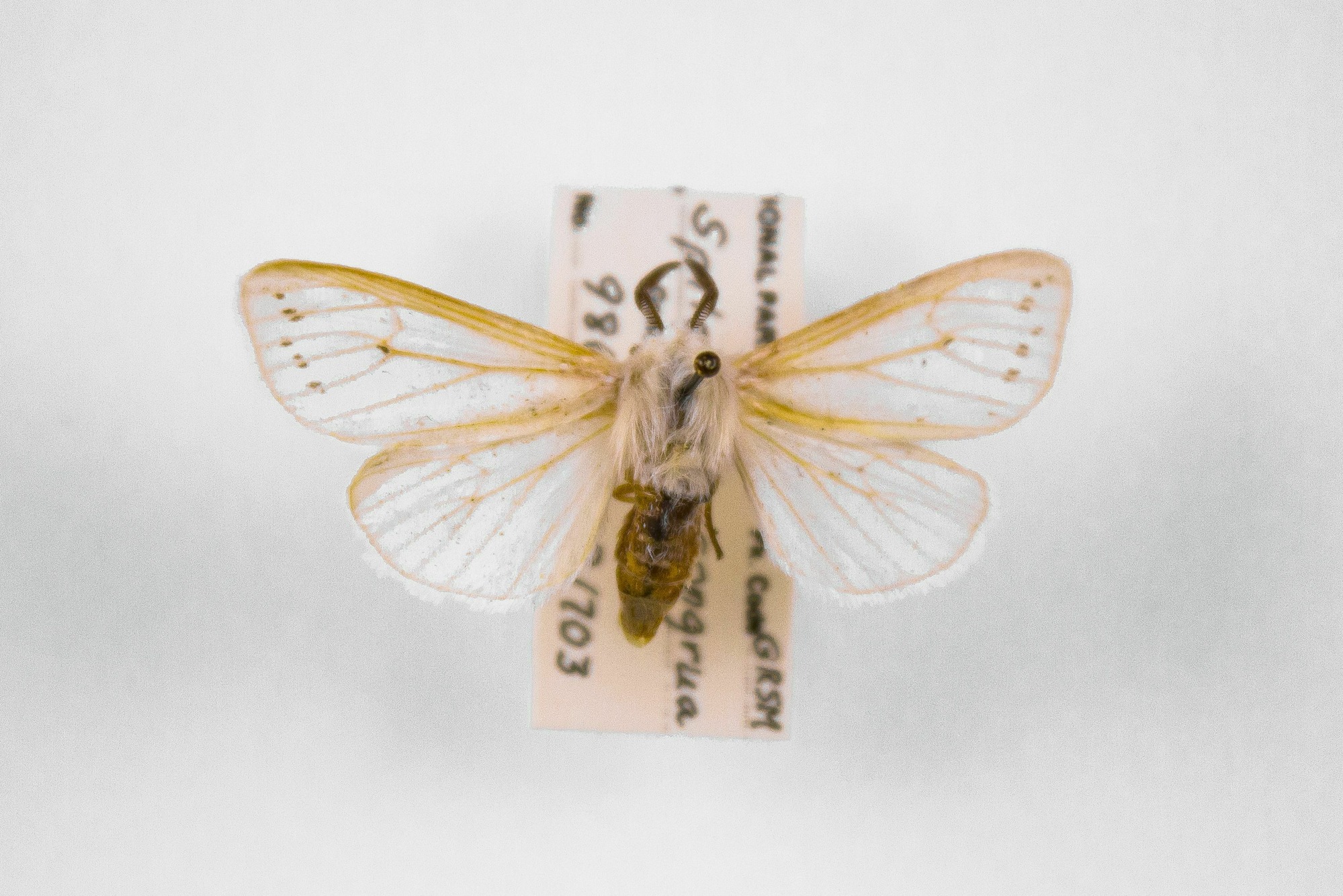 Image of Spilosoma congrua, a species of Insect